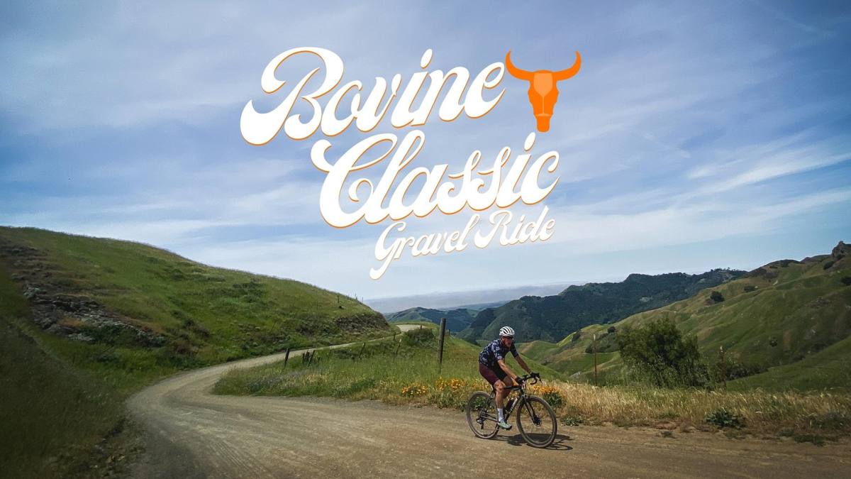 The Bovine Classic